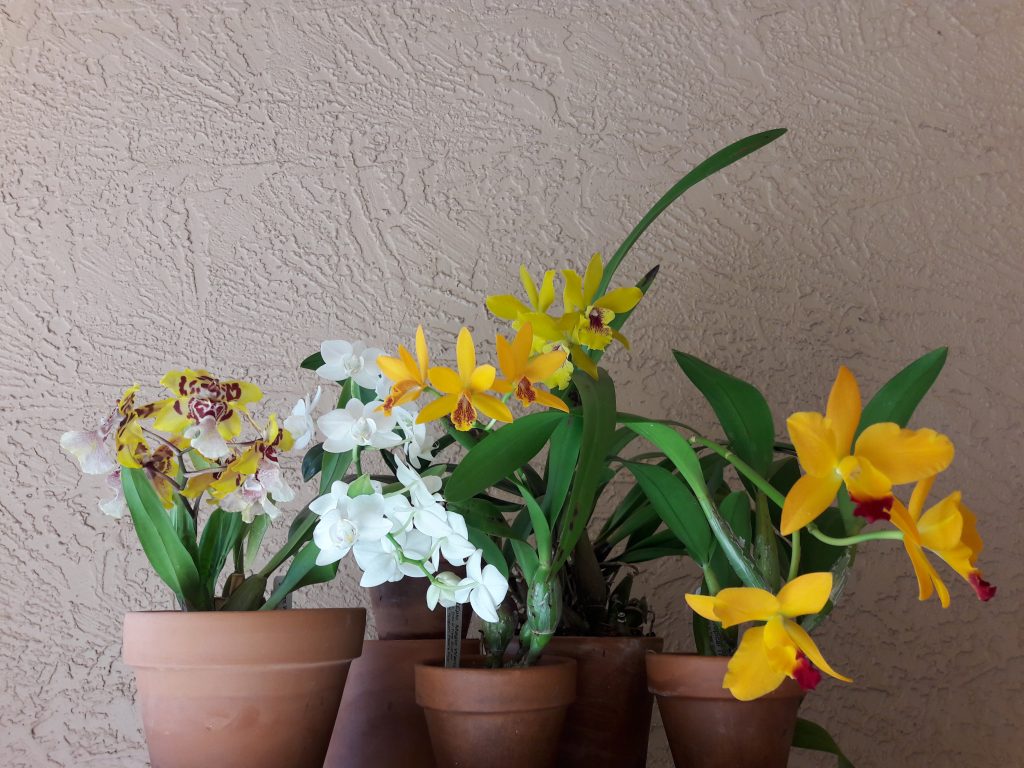 Carol E., DVOS, Mar. 19, 2021. Entry 1. Assorted flowering orchids on a table display.