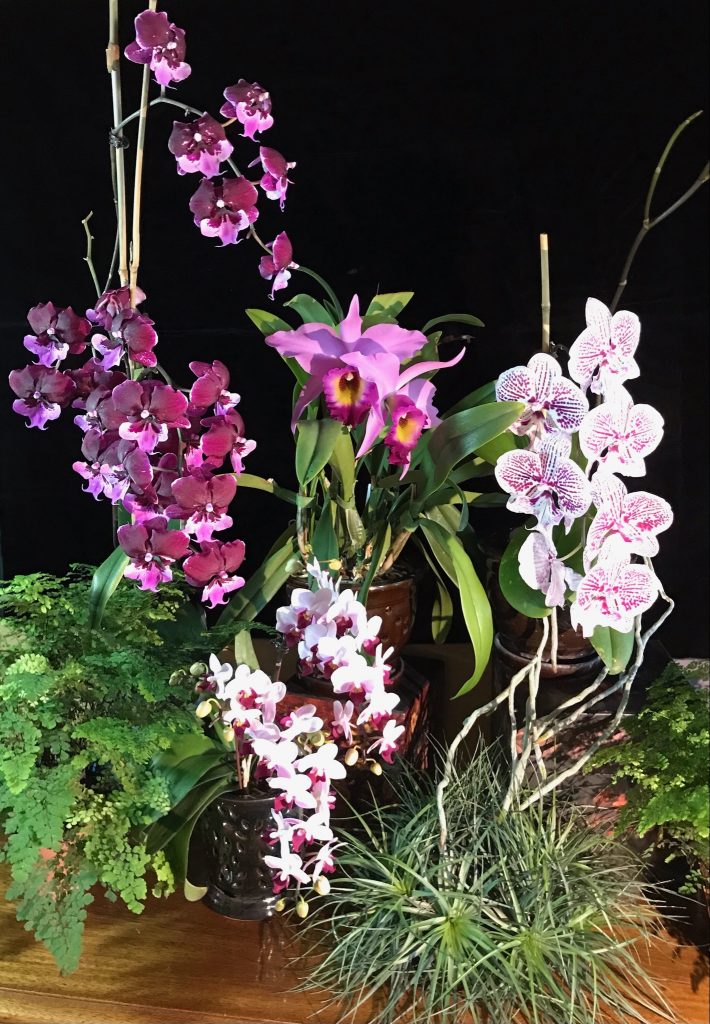 Judy F., TOS, Mar. 26, 2021. Entry 2. A Palatte of Pinks! Four pink orchids in a display.