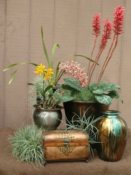 Sheri M., TOS, Mar. 8, 2021. Entry 2. Three flowering orchids on a table display.