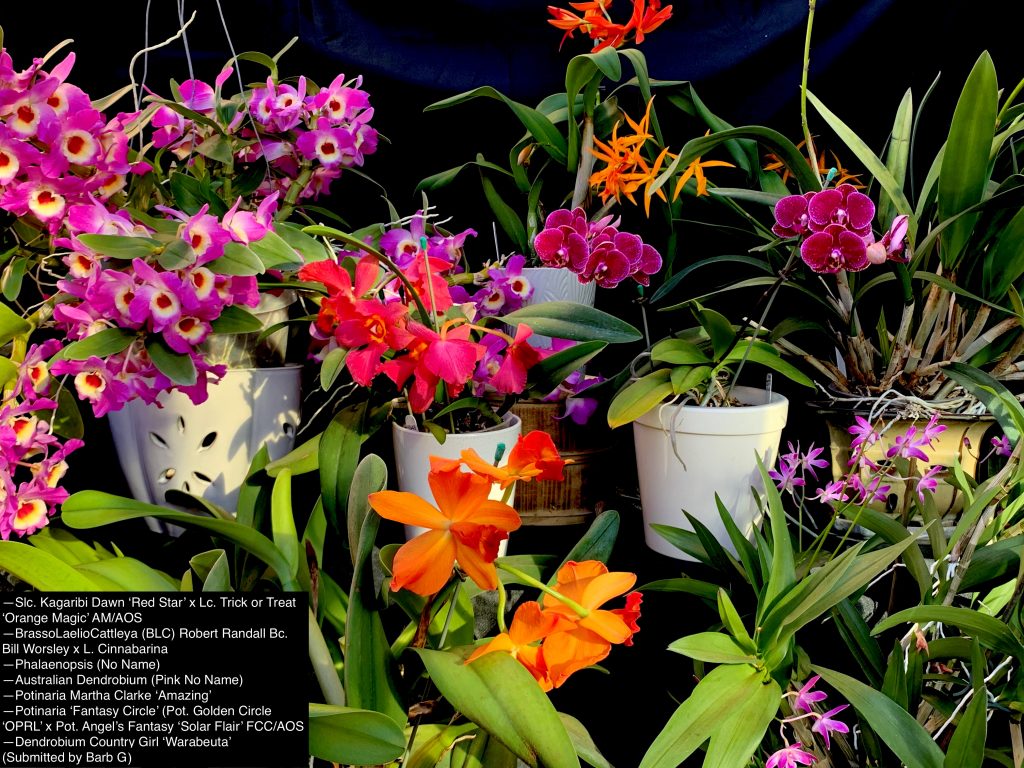 Barb G., TOS, Mar. 16, 2021. Entry 1. Flowering orchids in a table display.