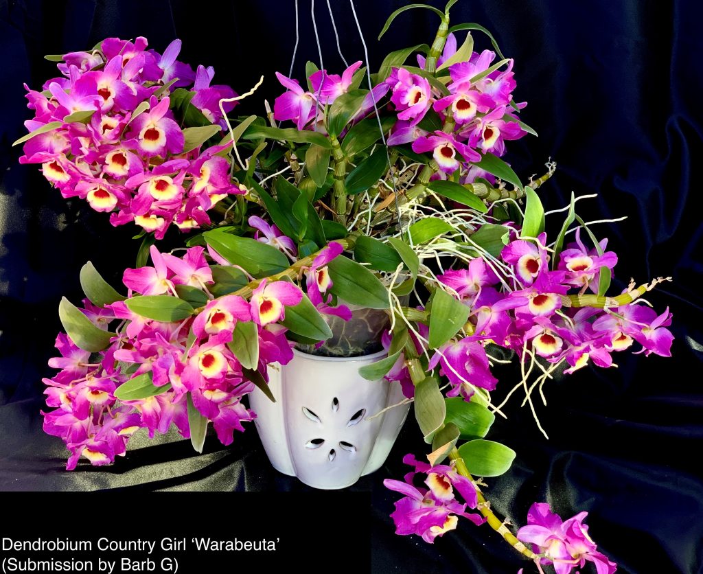 Barb G., TOS, Mar. 16, 2021. Entry 2. Den. Country Girl ‘Warabeuta’ with more than 70 flowers.